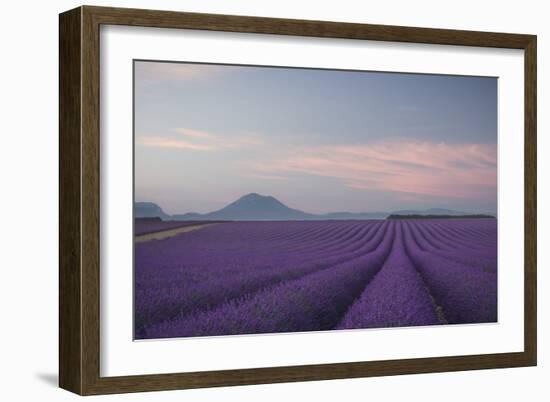 Lavender Field-Rostovskiy Anton-Framed Giclee Print