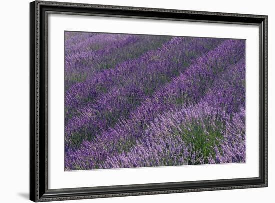 Lavender Field-DLILLC-Framed Photographic Print