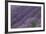 Lavender Field-DLILLC-Framed Photographic Print