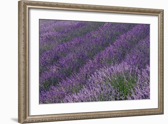 Lavender Field-DLILLC-Framed Photographic Print