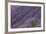 Lavender Field-DLILLC-Framed Photographic Print