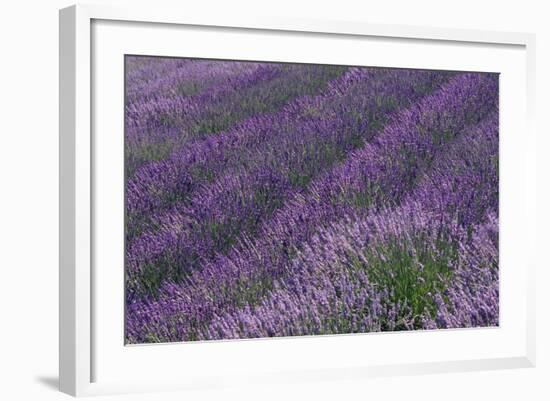 Lavender Field-DLILLC-Framed Photographic Print