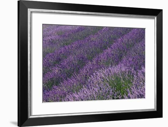 Lavender Field-DLILLC-Framed Photographic Print
