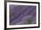 Lavender Field-DLILLC-Framed Photographic Print