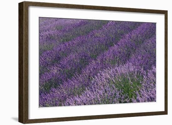 Lavender Field-DLILLC-Framed Photographic Print