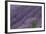 Lavender Field-DLILLC-Framed Photographic Print