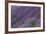 Lavender Field-DLILLC-Framed Photographic Print