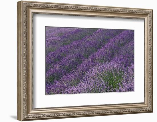 Lavender Field-DLILLC-Framed Photographic Print