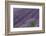 Lavender Field-DLILLC-Framed Photographic Print