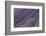 Lavender Field-DLILLC-Framed Photographic Print