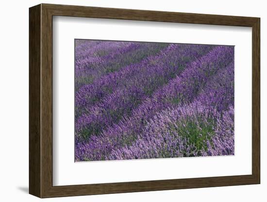 Lavender Field-DLILLC-Framed Photographic Print