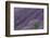 Lavender Field-DLILLC-Framed Photographic Print