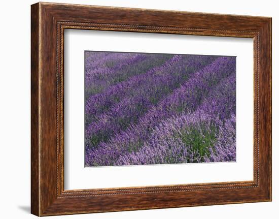 Lavender Field-DLILLC-Framed Photographic Print