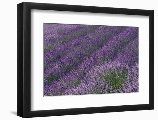 Lavender Field-DLILLC-Framed Photographic Print