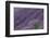 Lavender Field-DLILLC-Framed Photographic Print