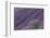 Lavender Field-DLILLC-Framed Photographic Print