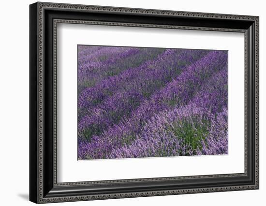 Lavender Field-DLILLC-Framed Photographic Print