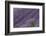 Lavender Field-DLILLC-Framed Photographic Print