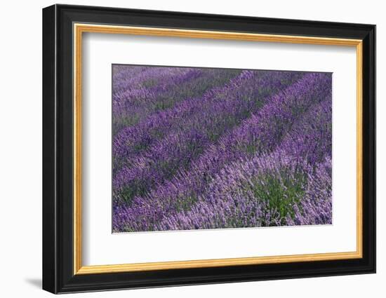 Lavender Field-DLILLC-Framed Photographic Print