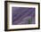 Lavender Field-DLILLC-Framed Photographic Print