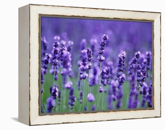 Lavender Field-Herbert Kehrer-Framed Premier Image Canvas