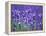 Lavender Field-Herbert Kehrer-Framed Premier Image Canvas