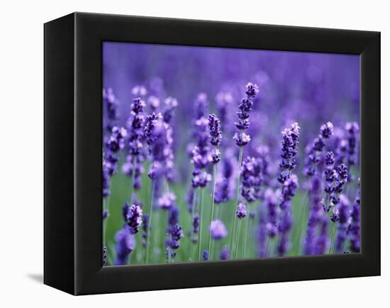 Lavender Field-Herbert Kehrer-Framed Premier Image Canvas