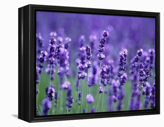 Lavender Field-Herbert Kehrer-Framed Premier Image Canvas