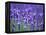 Lavender Field-Herbert Kehrer-Framed Premier Image Canvas