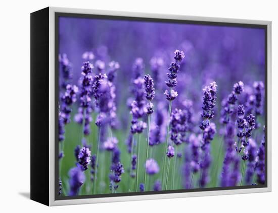 Lavender Field-Herbert Kehrer-Framed Premier Image Canvas