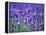 Lavender Field-Herbert Kehrer-Framed Premier Image Canvas