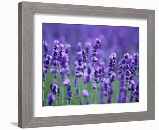 Lavender Field-Herbert Kehrer-Framed Photographic Print