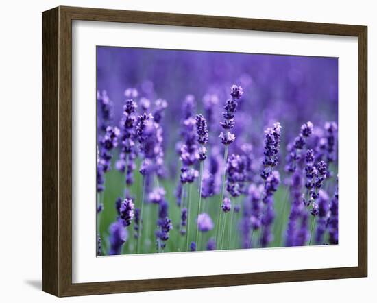 Lavender Field-Herbert Kehrer-Framed Photographic Print