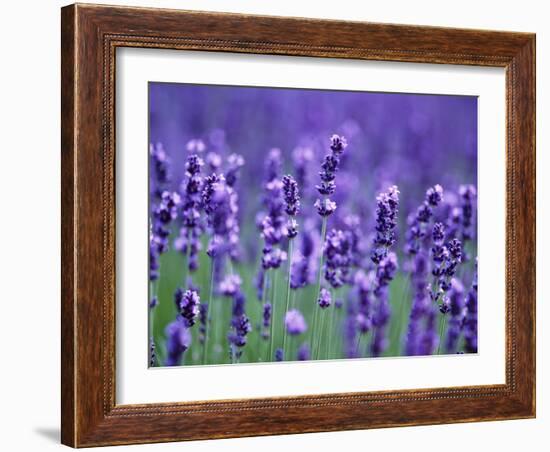 Lavender Field-Herbert Kehrer-Framed Photographic Print