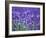 Lavender Field-Herbert Kehrer-Framed Photographic Print