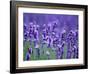 Lavender Field-Herbert Kehrer-Framed Photographic Print