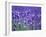 Lavender Field-Herbert Kehrer-Framed Photographic Print