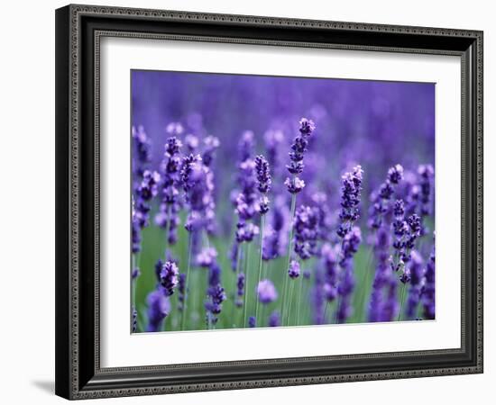 Lavender Field-Herbert Kehrer-Framed Photographic Print