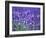 Lavender Field-Herbert Kehrer-Framed Photographic Print