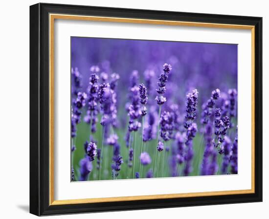 Lavender Field-Herbert Kehrer-Framed Photographic Print