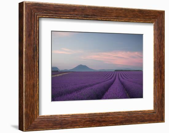 Lavender Field-Rostovskiy Anton-Framed Photographic Print