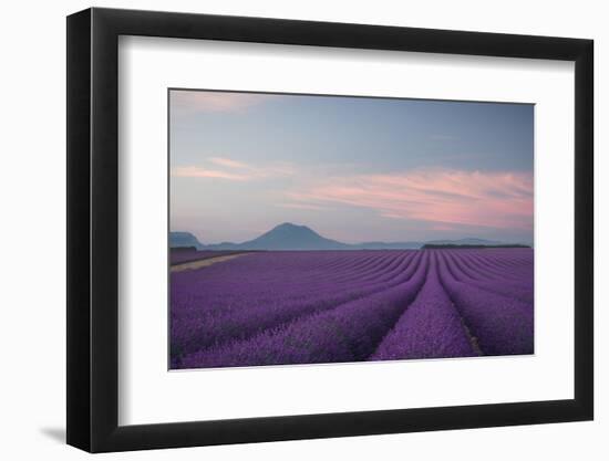 Lavender Field-Rostovskiy Anton-Framed Photographic Print