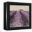 Lavender Field-Bret Staehling-Framed Stretched Canvas