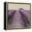 Lavender Field-Bret Staehling-Framed Stretched Canvas