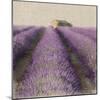 Lavender Field-Bret Staehling-Mounted Art Print