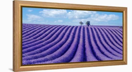 Lavender field-Marco Carmassi-Framed Premier Image Canvas