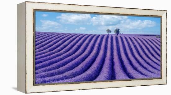 Lavender field-Marco Carmassi-Framed Premier Image Canvas