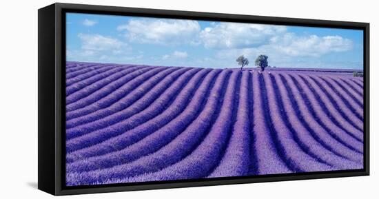 Lavender field-Marco Carmassi-Framed Premier Image Canvas