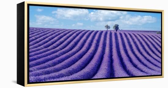 Lavender field-Marco Carmassi-Framed Premier Image Canvas