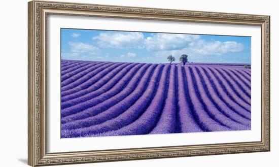 Lavender field-Marco Carmassi-Framed Photographic Print